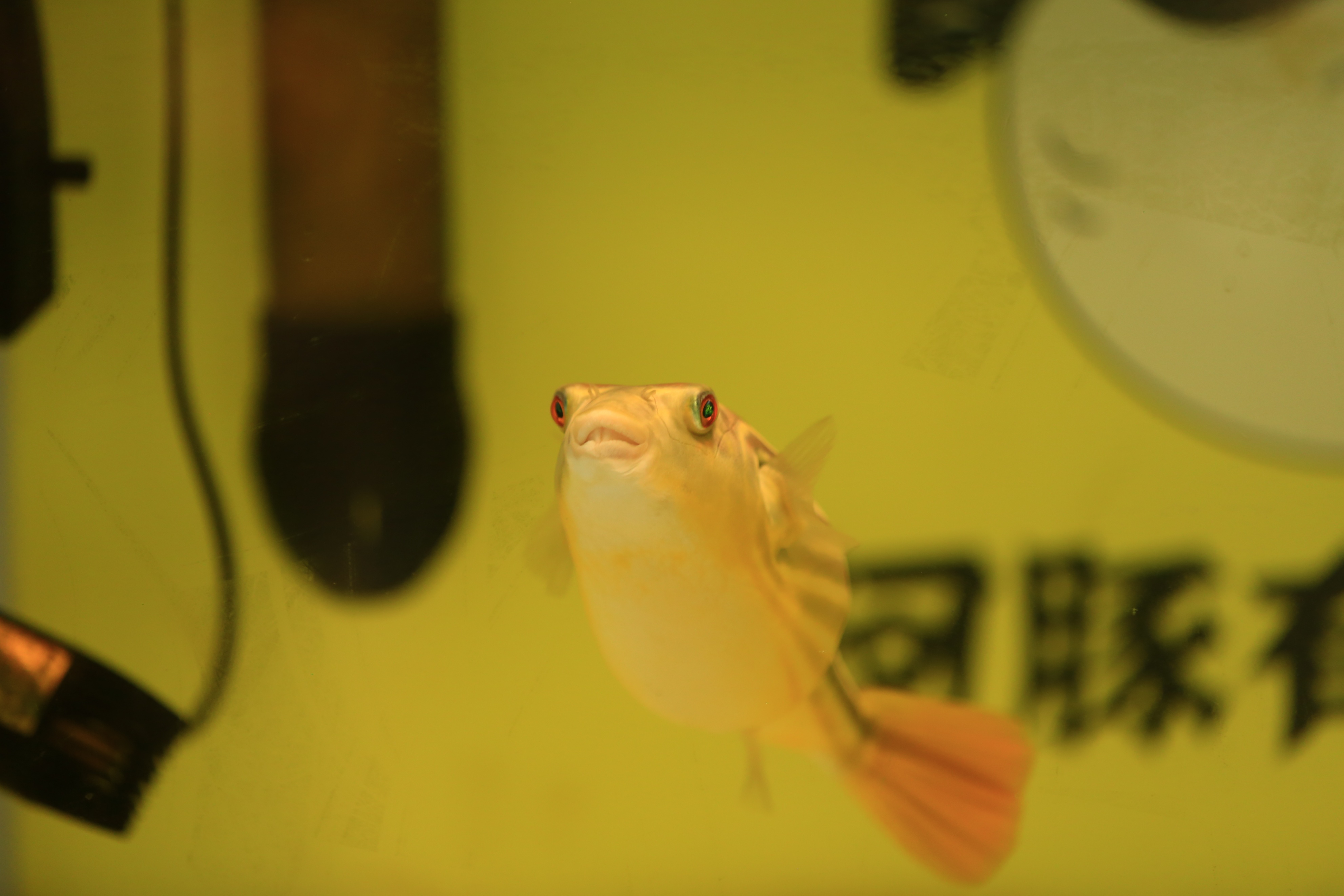 斑马狗头10天不喂食会死吗,斑马狗头应该喂什么