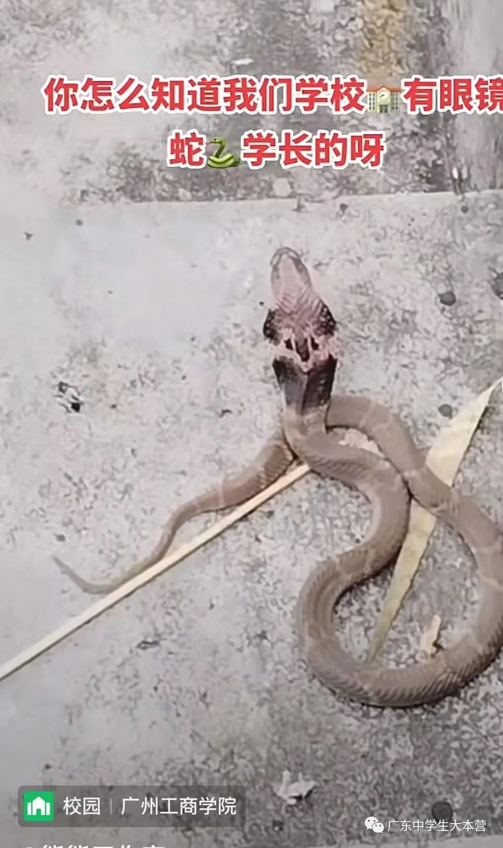 头皮发麻！广东某校厕所钻出眼镜蛇！啊啊啊换我可能当场去世！