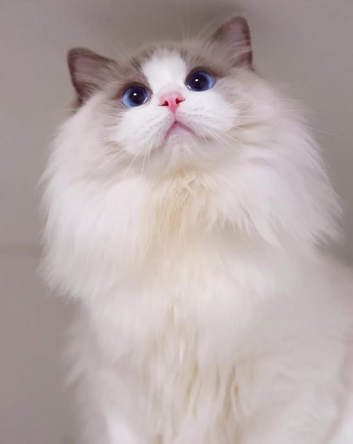 布偶猫好养吗看完你就知道答案了,布偶猫养小的好还是长大了的好