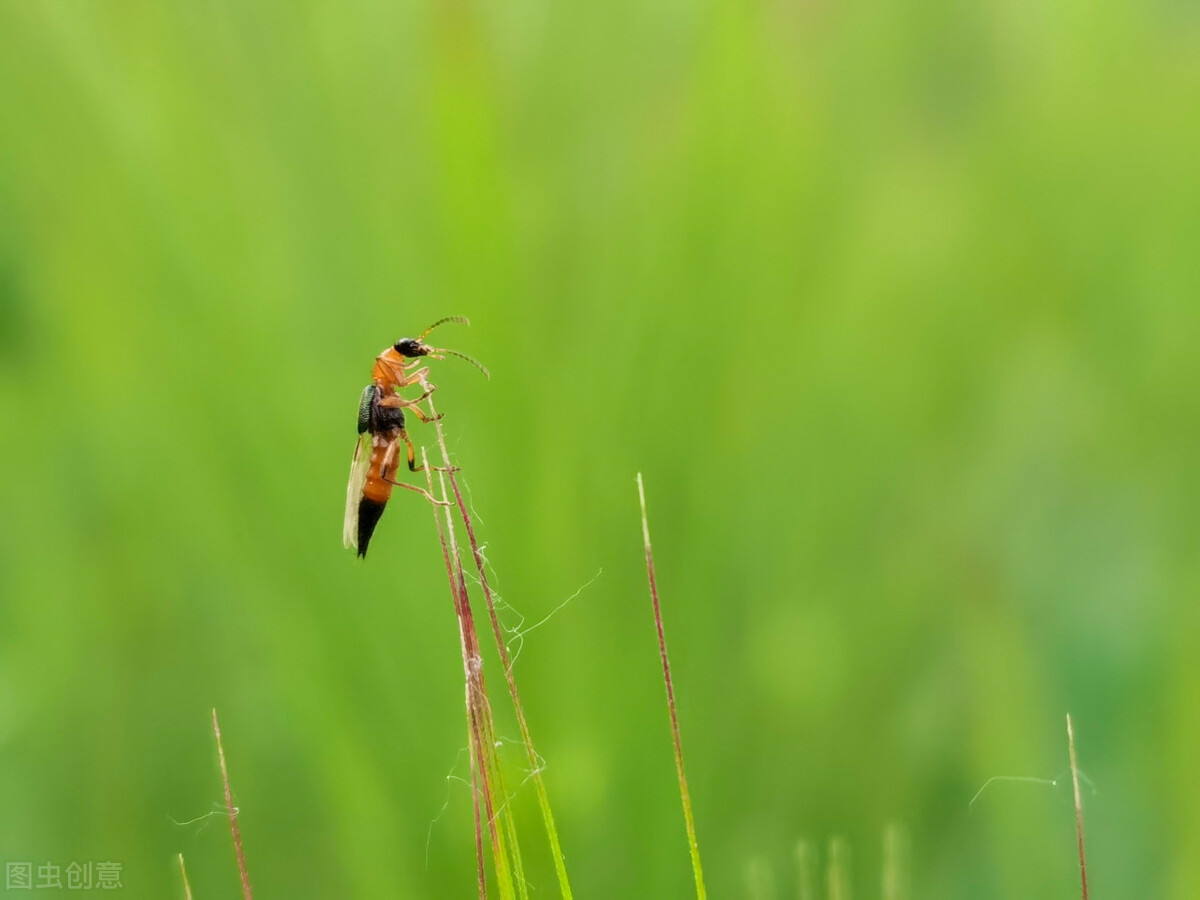 生活中什么虫子有毒,生活中不可惹的虫子