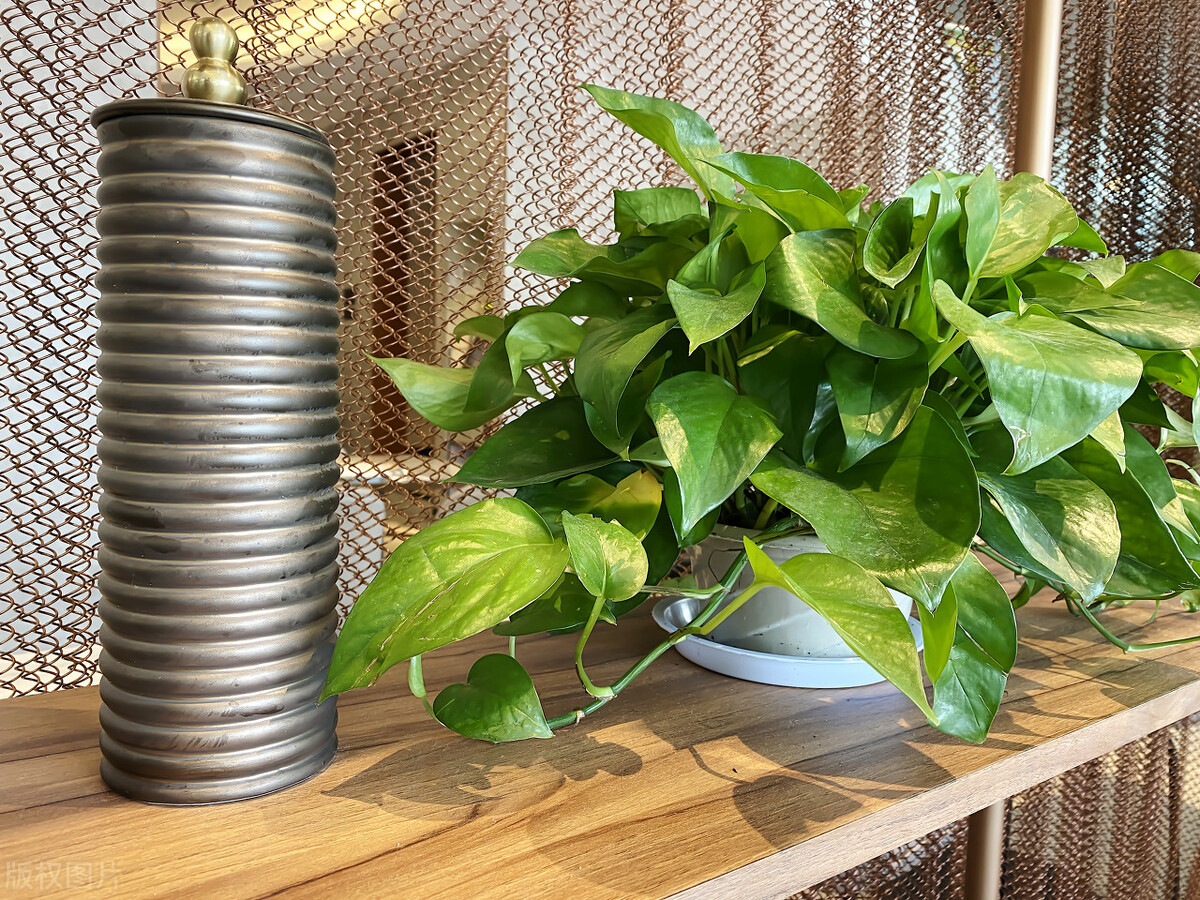 家里养哪五种花大气,家养哪四种花寓意好