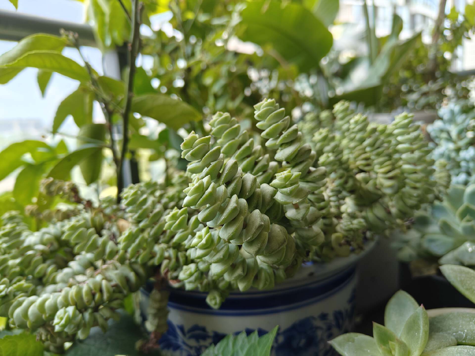 IMX890主摄+OPPO旗舰影像调校，一加Ace2Pro拍照体验实测