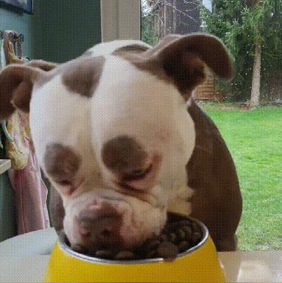 英斗和法斗哪个凶,法斗和英斗哪个比较好