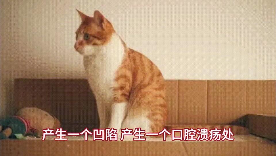 猫咪双排臼齿有什么影响,猫咪咬合错位怎么办