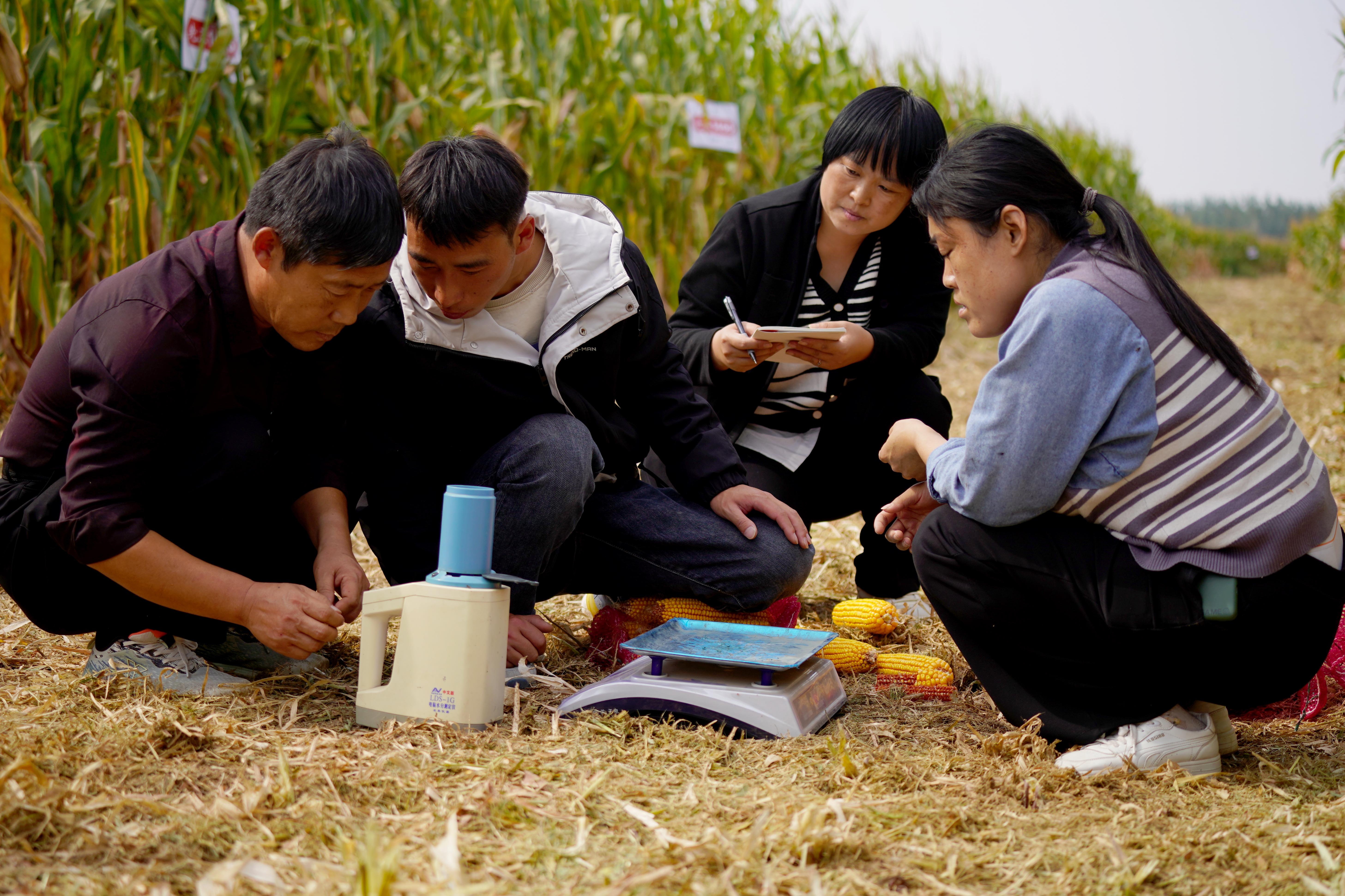 河北平乡话,田间地头说丰收