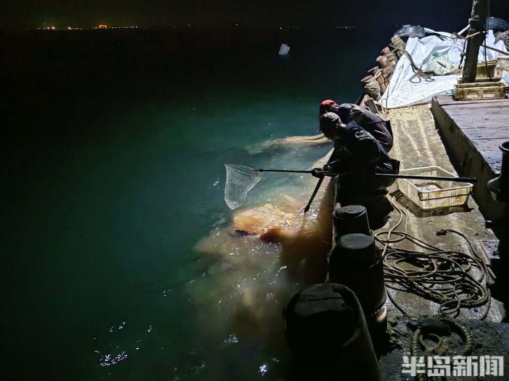 青岛开海渔船出海视频,青岛小港渔船出海