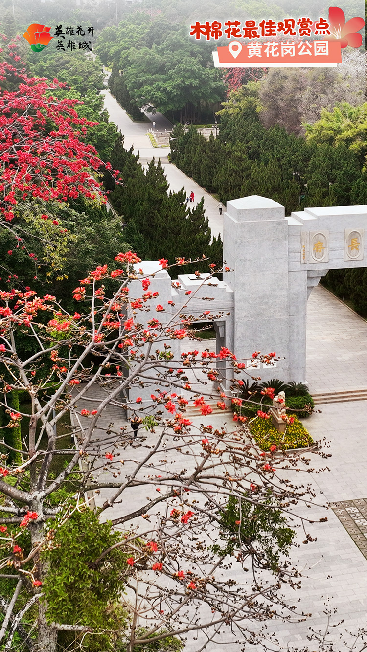 2022广州英雄城英雄花,广州英雄广场木棉花