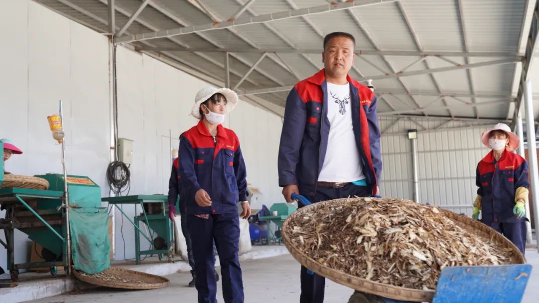 甘肃省临潭县中药材种植,临澧中药材种植成致富新途径