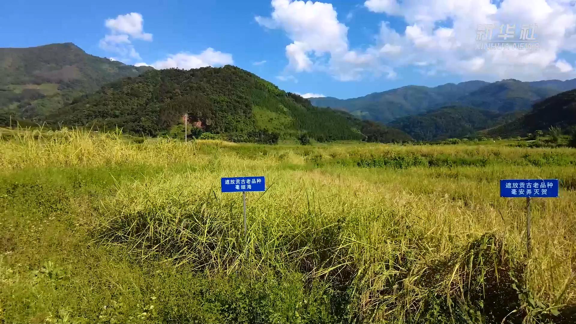 芒市遮放贡米,云南芒市遮放贡米迎丰收