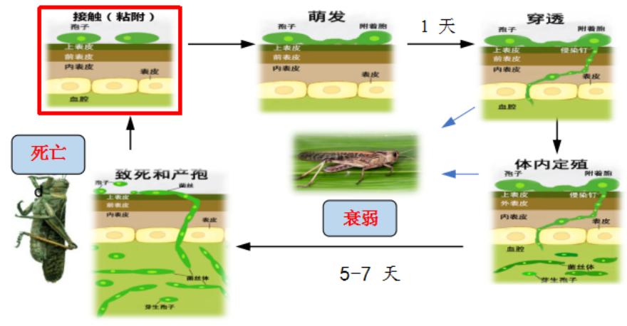 白僵菌在农业上的应用,白僵菌生产基地
