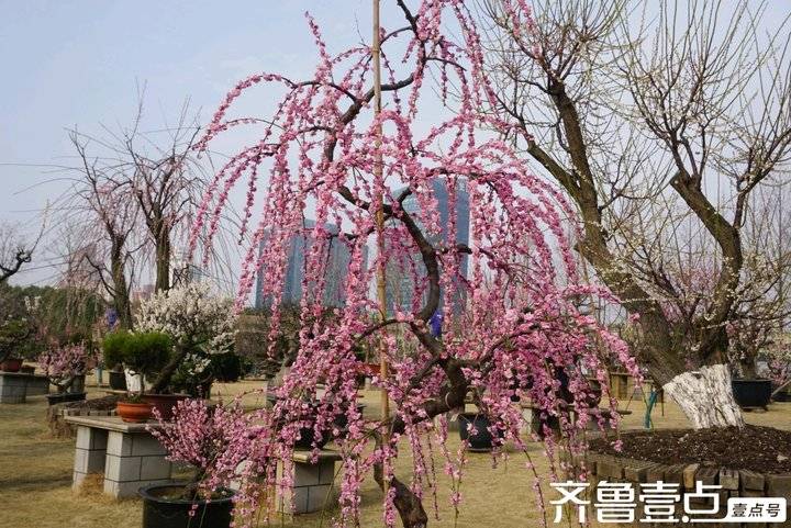 冬日梅园暗香浮动,梅园暗香的抖音