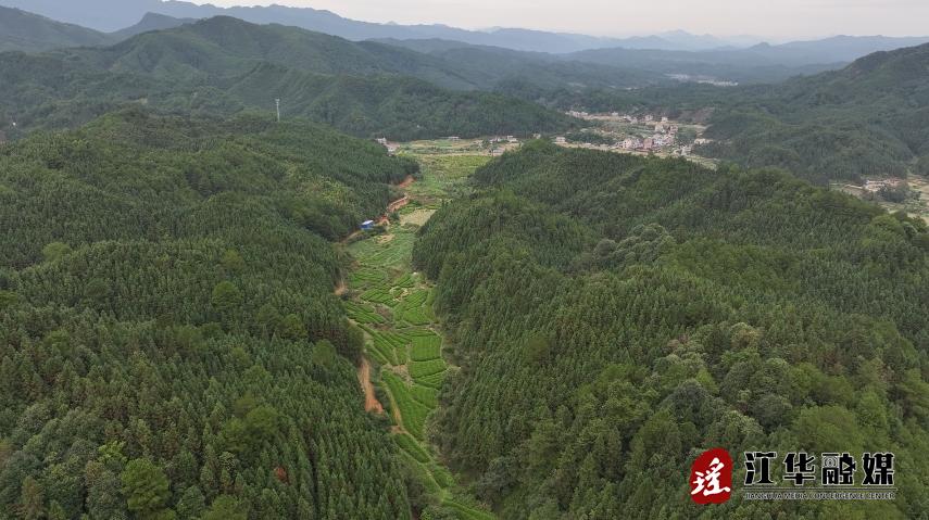 江华码市镇黄石村：闲置地种上小黄姜产业增产又增收