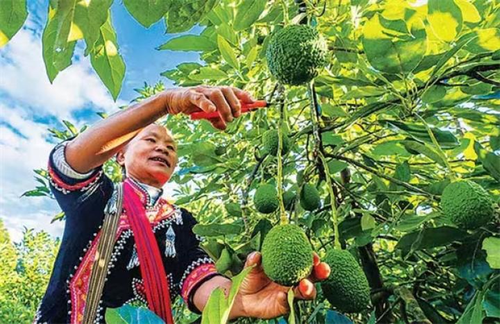 云南农业发展成功,云南农业投资项目有哪些