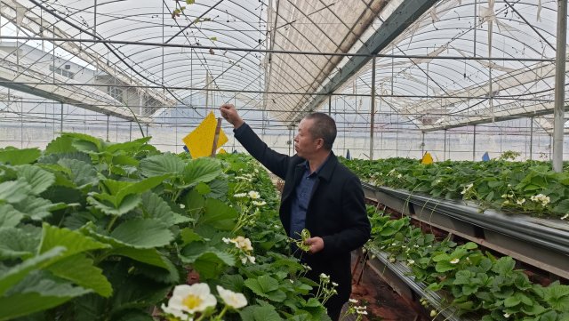 荣获中国绿色食品认证,获得绿色食品认证