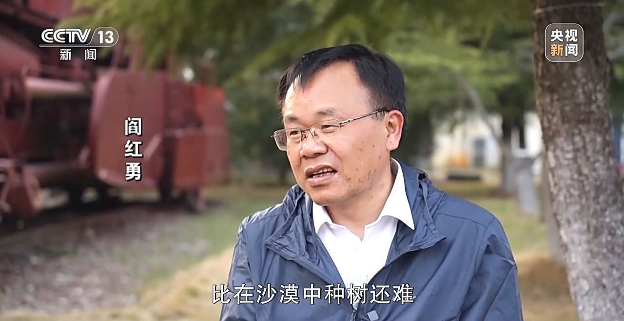 石缝种植植物,石缝种树