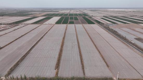 棉花干播湿出技术推广,库尔勒尉犁县棉花干播湿出技术