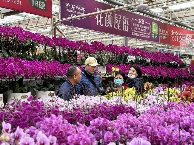 年味渐浓多地年宵花市迎销售高峰,年味渐浓春节临近年宵花热销