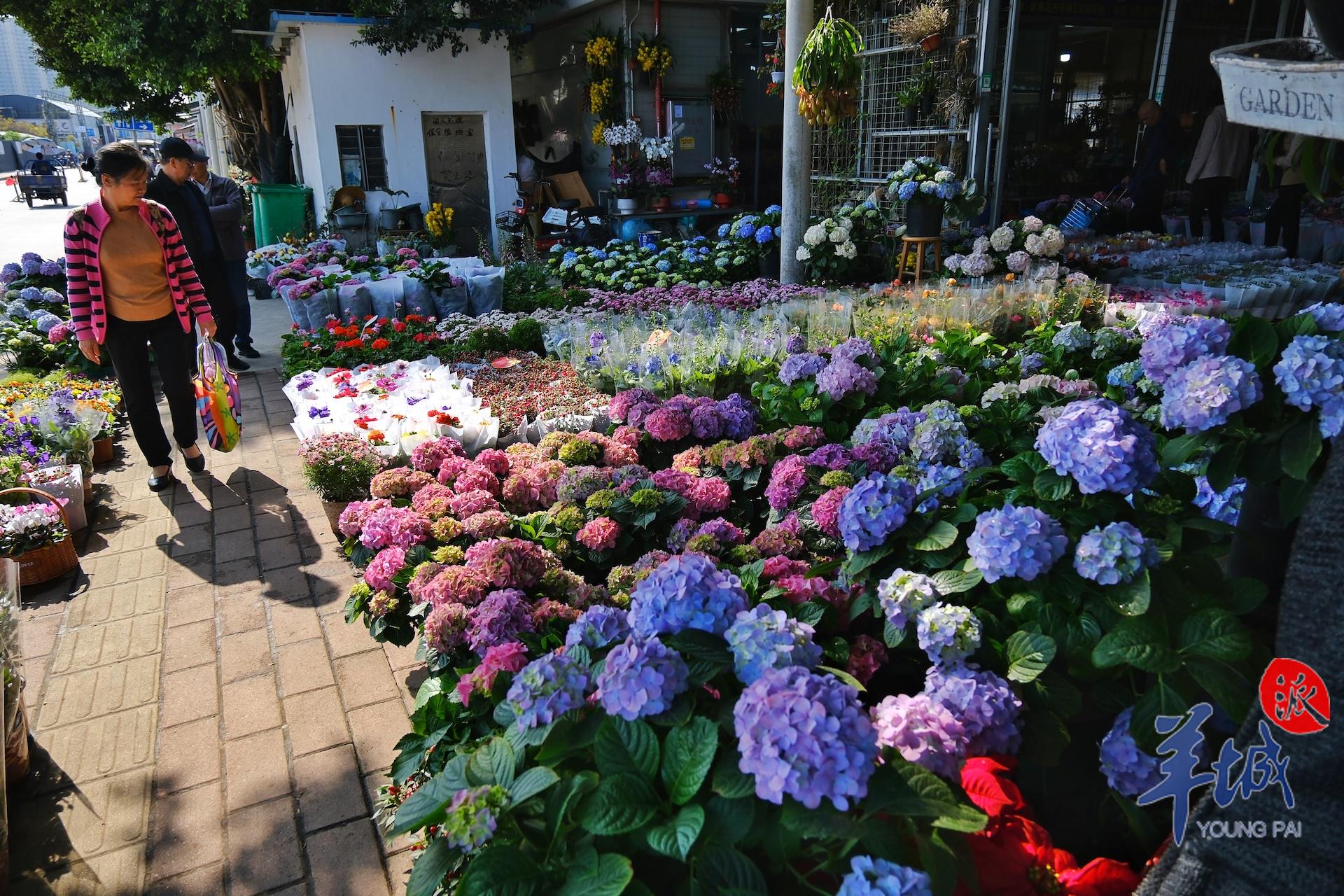 广州年花批发哪里最便宜,广州年花批发价格查询