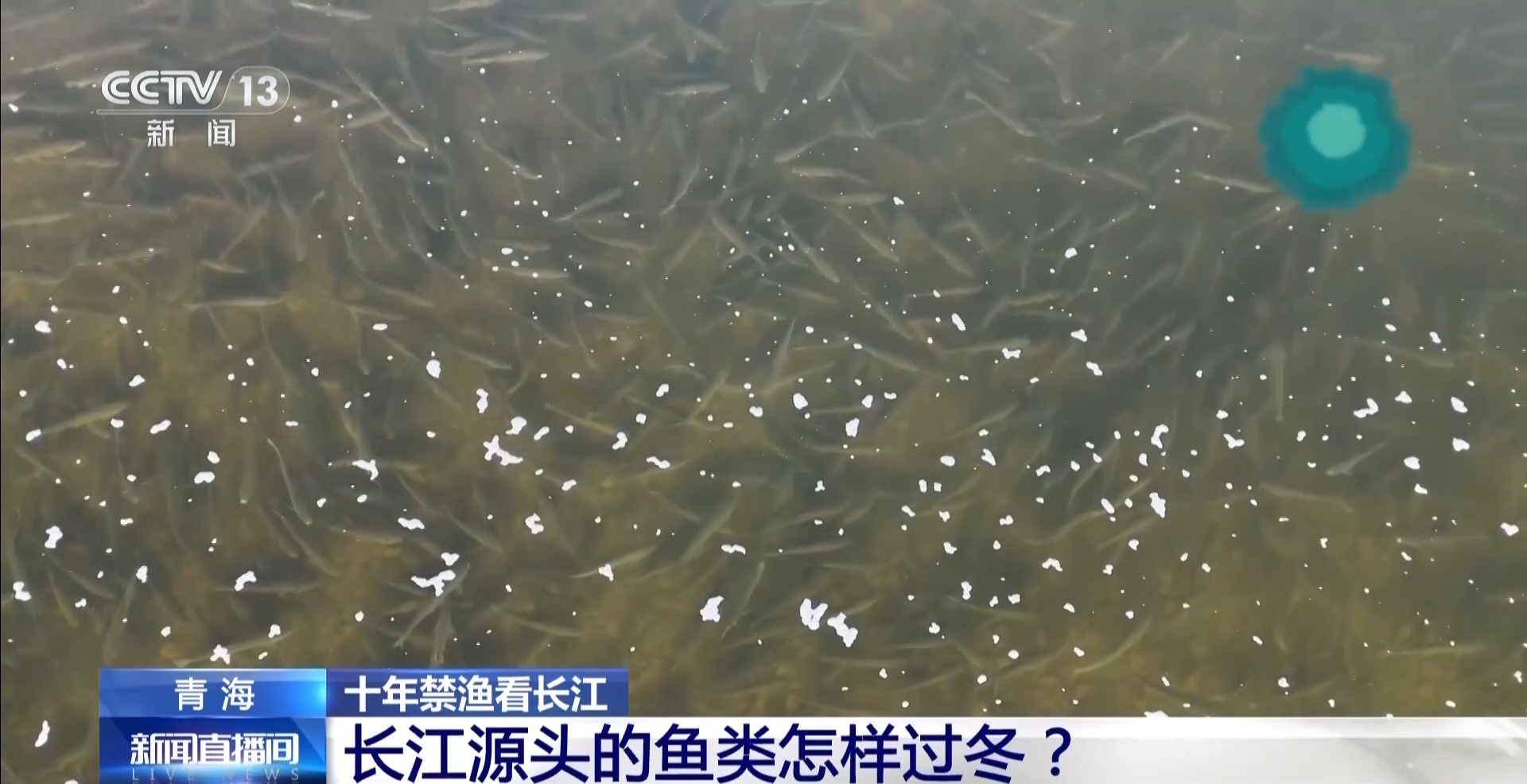 长江禁渔鱼类数据变化,长江禁渔三年多鱼儿们过得怎么样