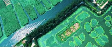 微视频雄安蝶变,微视频美丽白洋淀