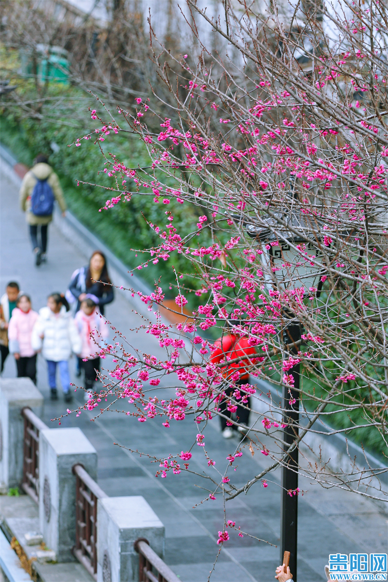 多彩贵州花漾中国走进黔西南,多彩贵州花漾中国兴义