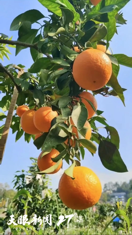 从农家乐到精品民宿,从农家乐到乡村旅游综合体