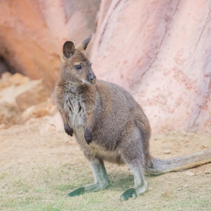 武汉九峰森林野生动物园招聘,武汉光谷森林公园招聘