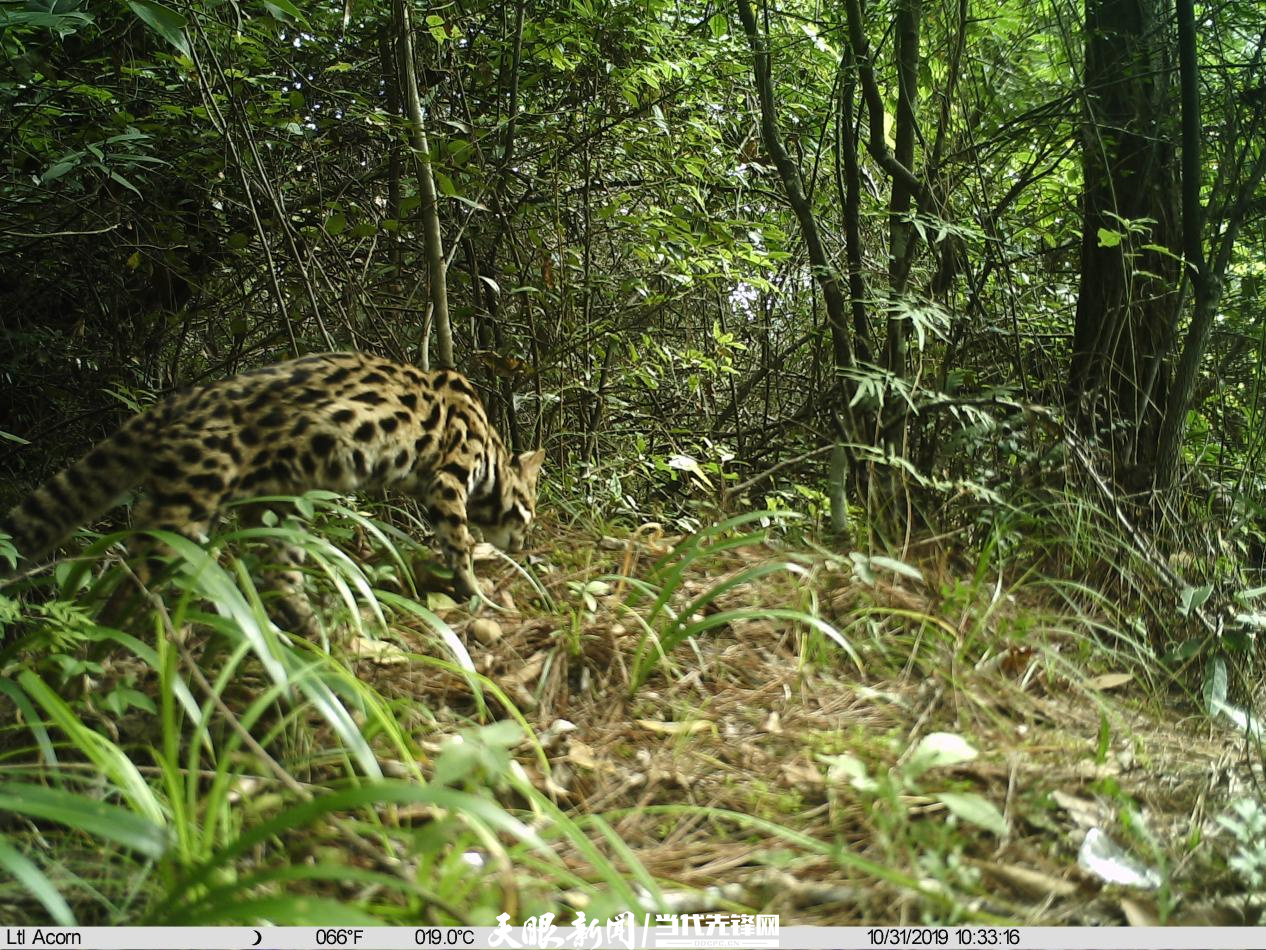 千园之城贵阳公园,千园之城贵阳绝美视频