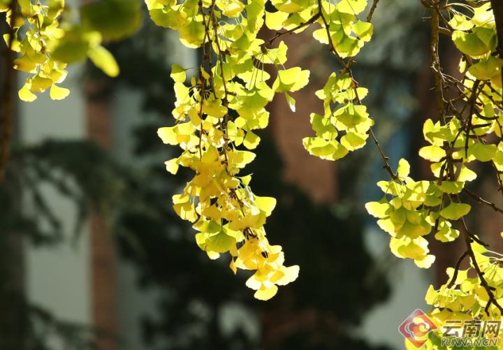 云南银杏熟了,云南银杏落叶