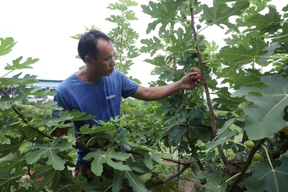 无花果新品种梦幻甜蜜,新田无花果专卖店