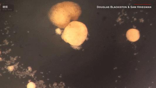 全球首例活体机器人生娃,能生娃的机器人有卵子吗