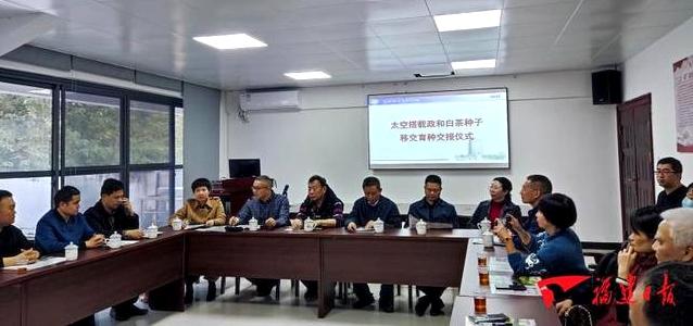 政和白茶顺应天时,政和白茶的种植方法