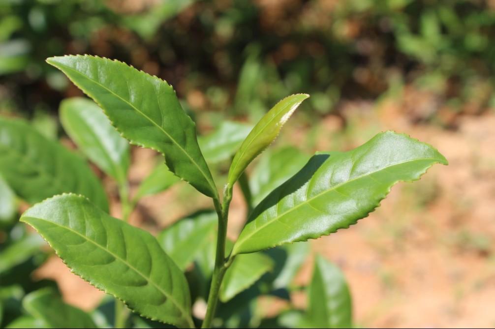 政和白茶顺应天时,政和白茶的种植方法