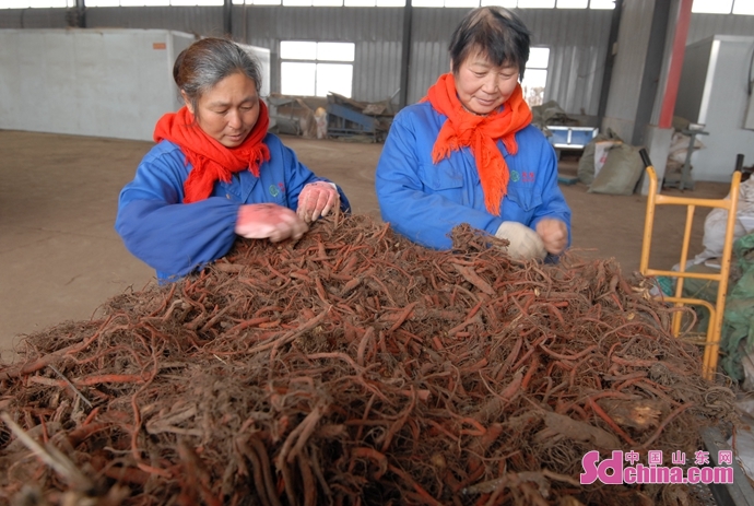 丹参产业助农增收,青岛即墨不负好春光丹参丰收忙