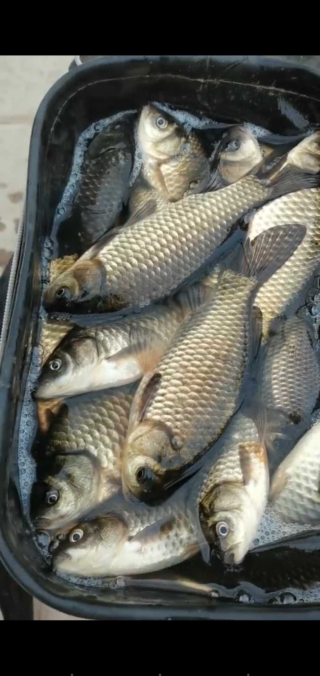 邓刚大师讲解调漂,新手立漂调漂的正确方法和技巧