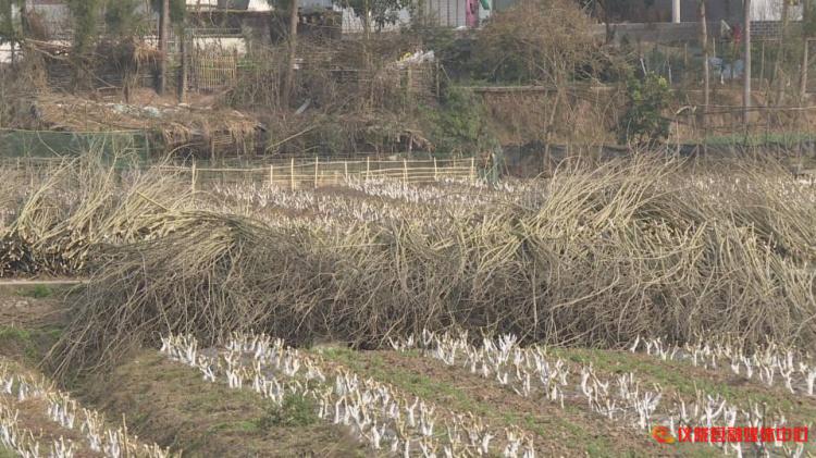 桑枝怎么废物利用,桑枝加工入药视频