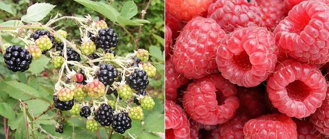 草莓扒开里面是空心是打激素了吗,草莓空心是因为打了激素