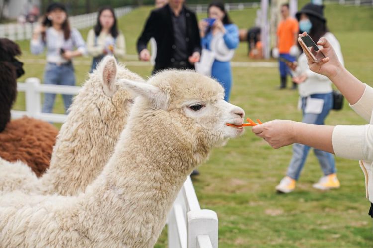 深圳光明农场大观园能玩多久,光明农场大观园灯光秀入口怎么走