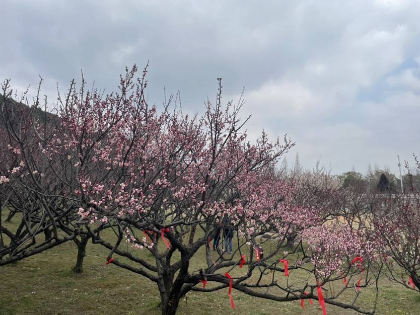 苏州免费赏梅最好的地方,梅花盛开踏青赏梅好去处