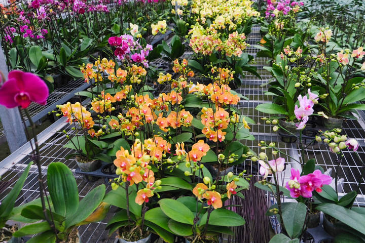 年销五六十万株，你家中摆的蝴蝶兰可能来自杭州这里！来小时晒元宵，送你年宵花
