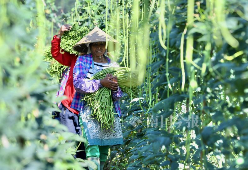 柳州螺蛳粉的配料和制作方法,正宗柳州螺蛳粉酸豆角