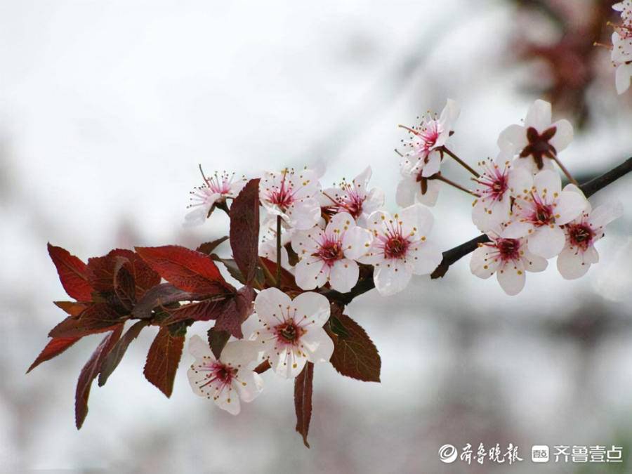 桃花李花樱花杏花海棠梅花区别,怎么区分樱花梅花桃花杏花