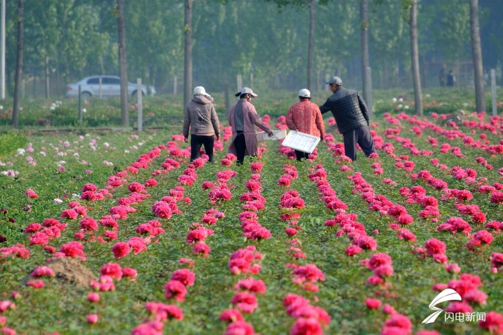 菏泽百花争艳惹人醉,菏泽最著名的牡丹花有什么