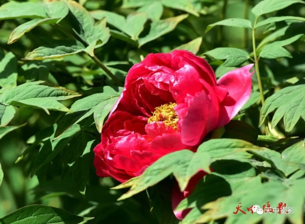 又到牡丹花开时不负光阴不负春