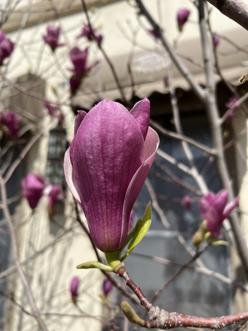 暖心守护，沈阳市第二十四中学教师线上教学展风采