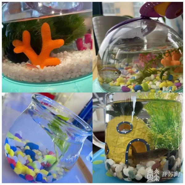 五育并举！看苏州各中小学线上特色课程促进学生全面发展