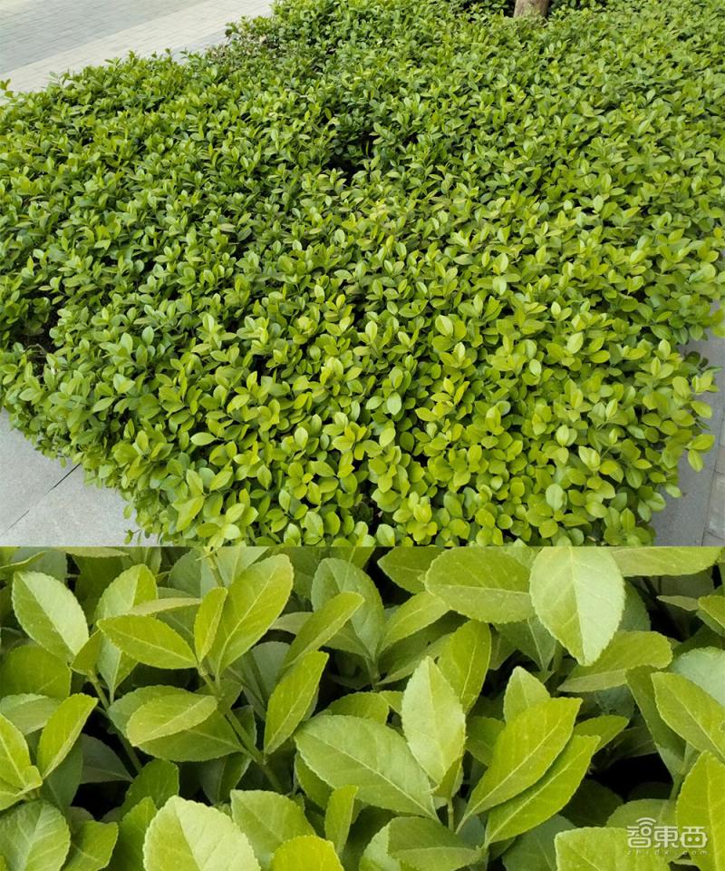 realme真我q5i手机怎么样,realme真我q5