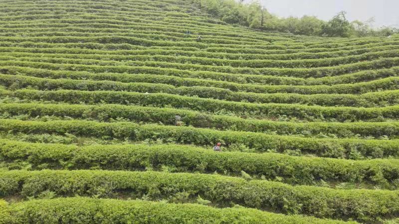 蓝山谷雨茶,仙居茶农抢摘雨前茶