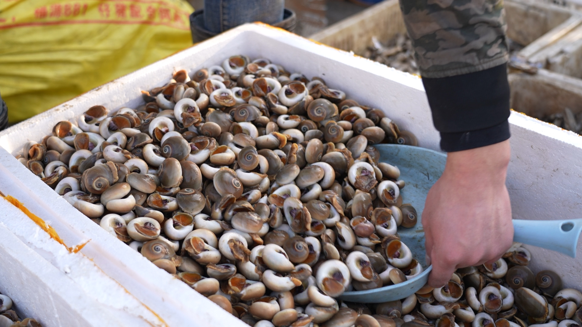 五一这个季节适合吃海鲜吗,五一是吃什么海鲜的季节