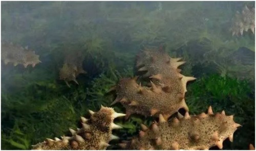 长海县旅游攻略海滩,长海县海岛赶海地点推荐